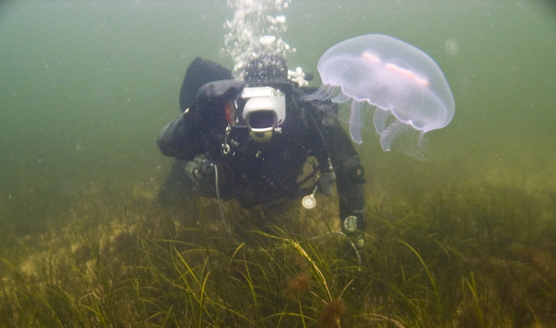 Sukeltaja meren pohjassa, vesi on sakeaa ja edessä ui kirkas meduusa.
